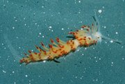 Newly discovered Califoronia sea slug, Flabellina goddardi, named after Jeff Goddard.