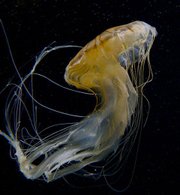 The brown jellyfish (or Japanese sea nettle, <em>Chrysaora melanaster</em>) resides in Pacific coastal waters, where its yellow-brown body can reach about a foot in diameter and have tentacles dangling down six to eight feet.