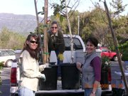Ojai Trees members Kathy Nolan, Linda Harmon, and Caryn Bosson unload 15 gallon trees during an early Ojai Trees planning event.