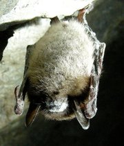 This little brown bat (<em>Myotis lucifugus</em>) is infected with "white nose syndrome," a fungal disease found in six bat species in the northeastern U.S. It's thought to have claimed the lives of over one million bats since 2006, and it's spreading.