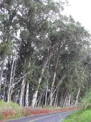 eucalyptus california globulus came gum blue planting embedded scenery though become much em emphasizes importance tale cautionary thinking before trees