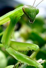The stealthy, cannibalistic praying mantises (which belong to the family Mantidae) are probably one of the most captivating and respected insects, and have intrigued people around the world for centuries.