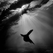 "Winged Angel" from the collection of underwater photography in the book <em>Silver Seas</em> by Ernie Brooks