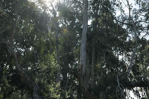 photo thumbnail