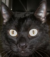 photo thumbnail