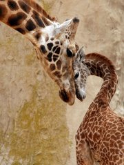 Though she wasn’t his mother, Sulima bonded with Daniel, born in January 2011. This photo was taken in March 2011 when Daniel was three months old.