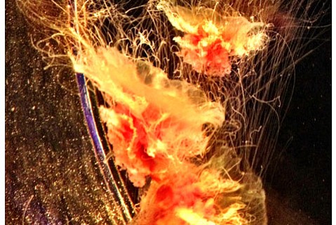 photo thumbnail