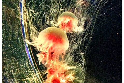 photo thumbnail