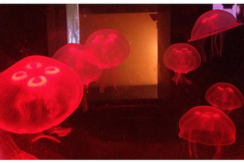 photo thumbnail