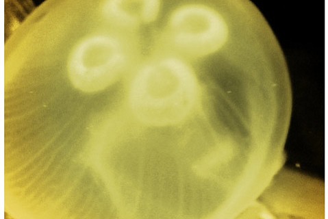 photo thumbnail