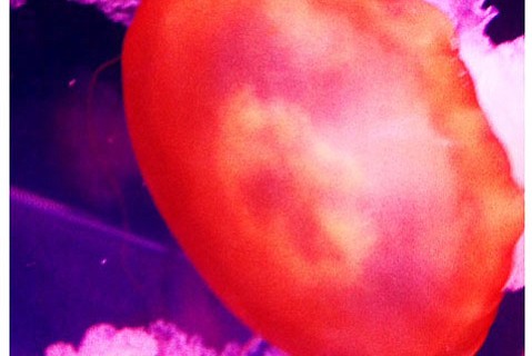 photo thumbnail