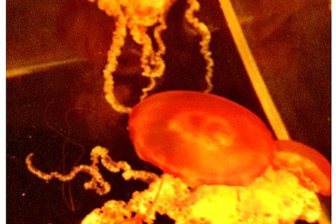 photo thumbnail
