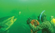 Filmmaker Rick Rosenthal gets up close and personal with some of the ocean's most curious creatures in his new film, <em>Hot Tuna</em>.