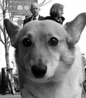 photo thumbnail