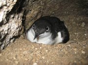 The Scripps’s murrelet, which is slightly smaller than a robin, nests in pebbly alcoves and rocky crevices.