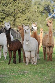 There are two kinds of alpacas – suri and huacaya. Suris have long, ropy locks that are silky smooth; huacayas’ fleece is short, dense, and woolly, giving them a poofy look.