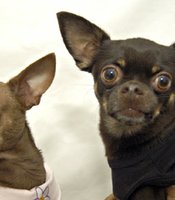 photo thumbnail