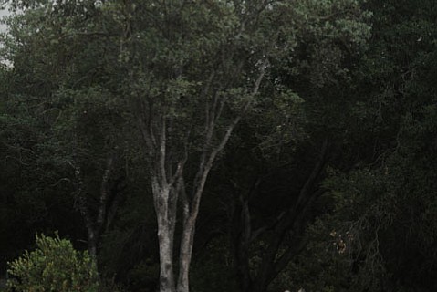 photo thumbnail