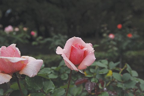 photo thumbnail