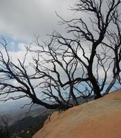 photo thumbnail