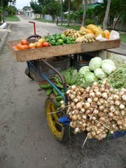 Cuba's lack of petroleum means a need for bicycle transport and food raised using permaculture methods.