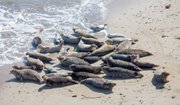 One of the key concerns was protraction of the Naples seal haul out area, shown here in a recent picture.