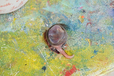 photo thumbnail