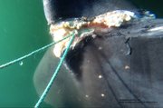The crab pot rope had cut several inches into the whale's tail