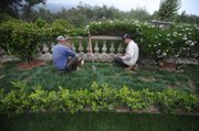 A landscaping crew works to put in drip irrigation and native plants at the Reiche estate.