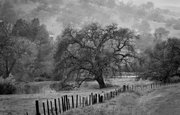 <b>STORMY WEATHER:</b> One can see traces of raindrops in the air when looking closely at “Valley Elders.” BELOW: “Continuum” by Joseph Donovan.