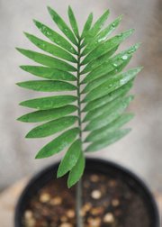 <b>FLORA EXOTICA:</b> <i>Encephalartos heenanii</i> (pictured) is a rare South African cycad seedling produced for the first time in the U.S. by Lotusland and is just one of the many rare plants for sale this weekend.