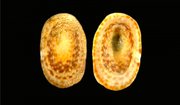 One of 15 marine species declared extinct, the eelgrass limpet (Lottia alveus) lived in the western Atlantic Ocean until 1929.