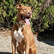 Vince is a nice Labra-bull mix, about 4 1/2 years old, and 66 lbs. who is smart and attentive, and playful.