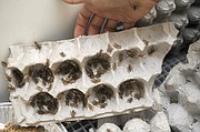 Thousands of crickets grow to about six weeks of age on egg cartons in the Bren School's Eco-E lab before harvest time.