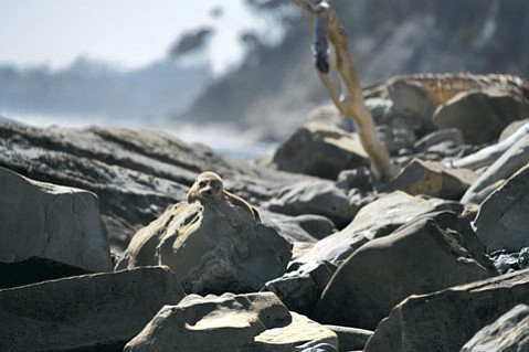 Photo detail