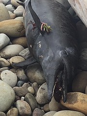 One of two dead dolphins found Sunday along Carpinteria's shoreline. The photographer, area resident Robert Hubina, noted oil coming out of both dolphins' mouths.