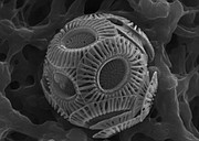 An ecotype of the coccolithophore species Emiliania huxleyi photographed using a scanning electron microscope.