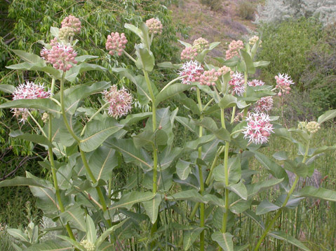 tropical milkweed threatens monarchs tropical milkweed threatens monarchs