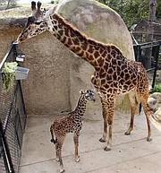 Asha (left) and her mother Betty Lou (right), who is expecting a calf late this summer at the Santa Barbara Zoo.