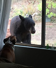 Councilmember Paula Perotte's dog Apollo barks at the bear outside their Goleta window.