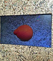 photo thumbnail