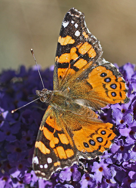 Backyard Wildlife A Butterfly Habitat Adds Wonder To Your