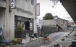 The evacuation of the town of Fukushima when the nuclear plant began to melt down left pets and farm animals behind.