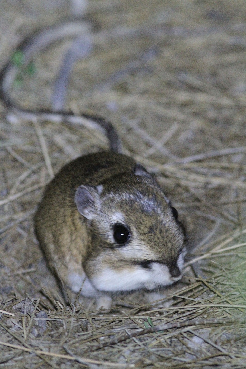 Giant Kangaroo Rats Little Drummers of the Carrizo Plain