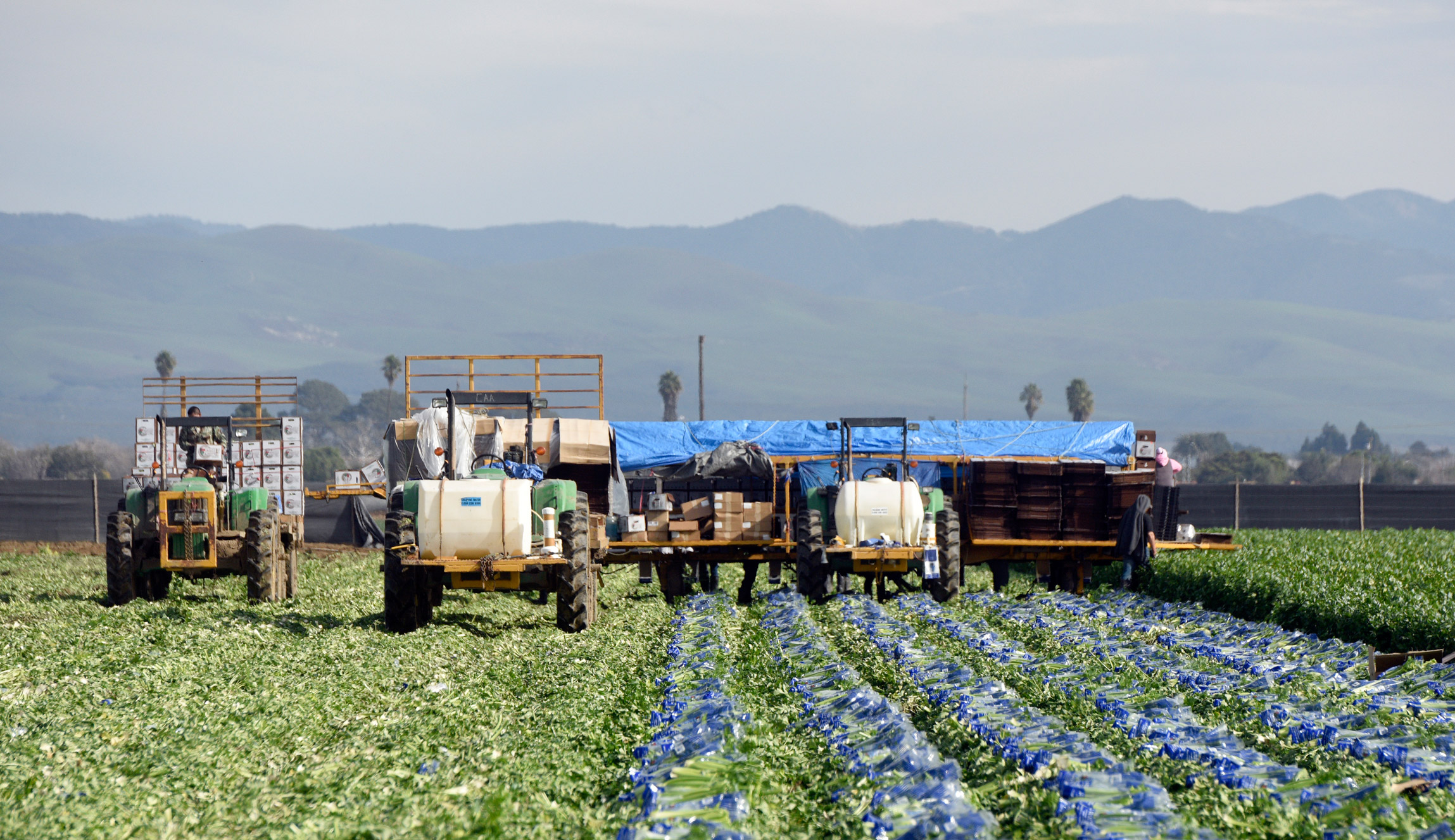 Labor Shortage Leaves 13 Million in Crops to Rot in Fields