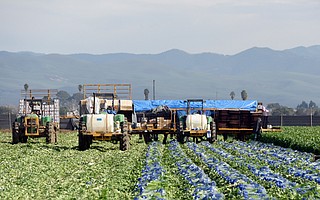 Here, celery is harvested and made ready for market. But last year, farm labor shortages forced growers to let $13 million worth of their crops go unpicked, left to rot in the fields.