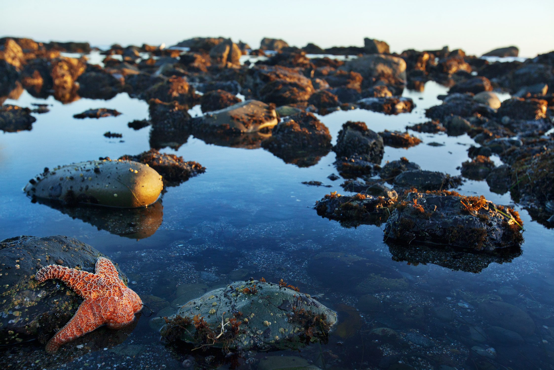 tide-pooling-discoveries