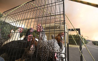 You didn't have to be a chicken to evacuate from the Whittier Fire area along Highway 154.