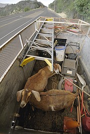 Livestock evacuations are a common occurrence during wildfires in Santa Barbara County.