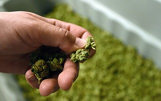 Hand trimming brings out the plant’s flavor and potency. Shaving bud with what some dismiss as pencil sharpeners decreases the value.